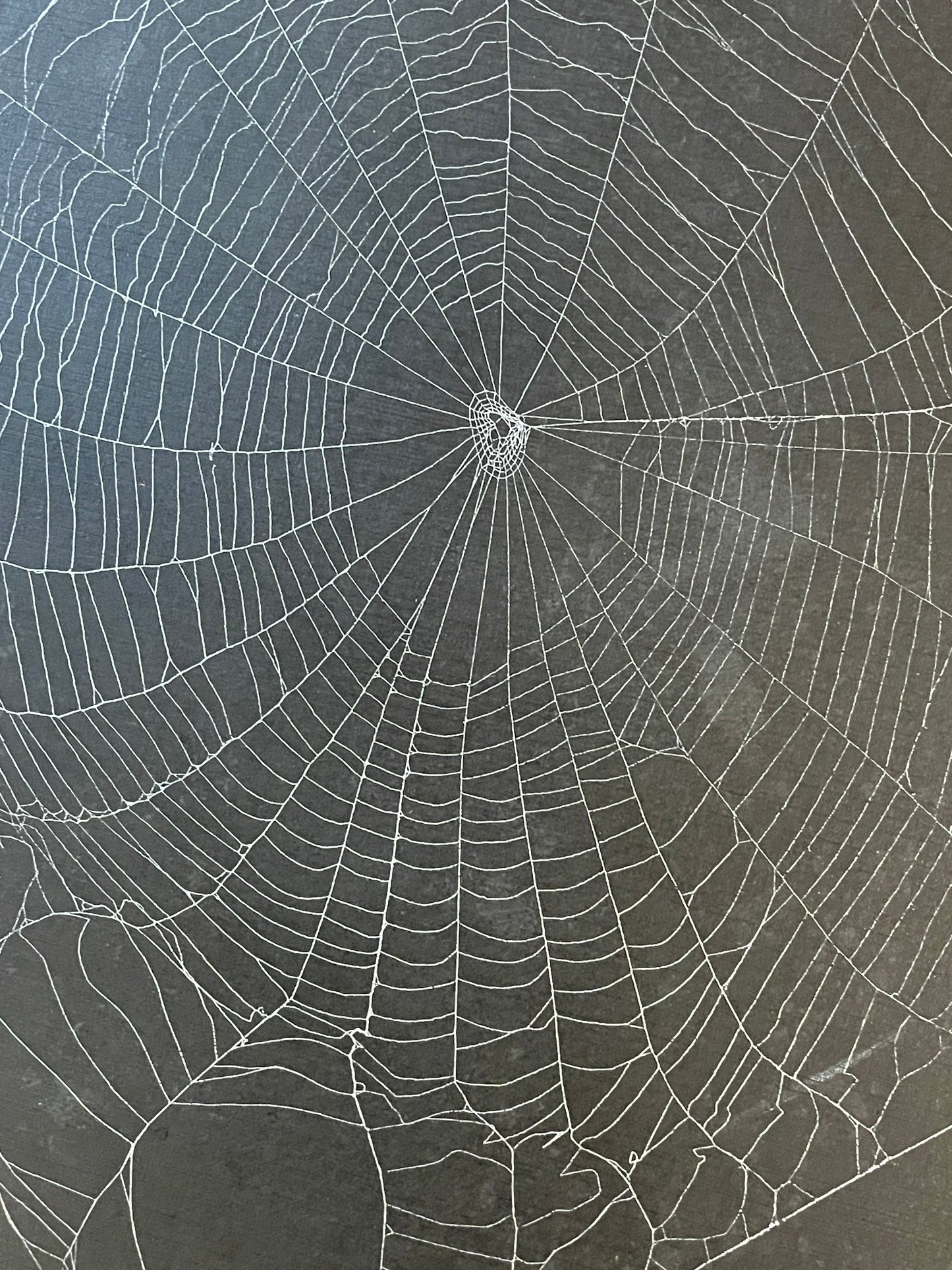 Natural preserved spider web in vintage gold frame